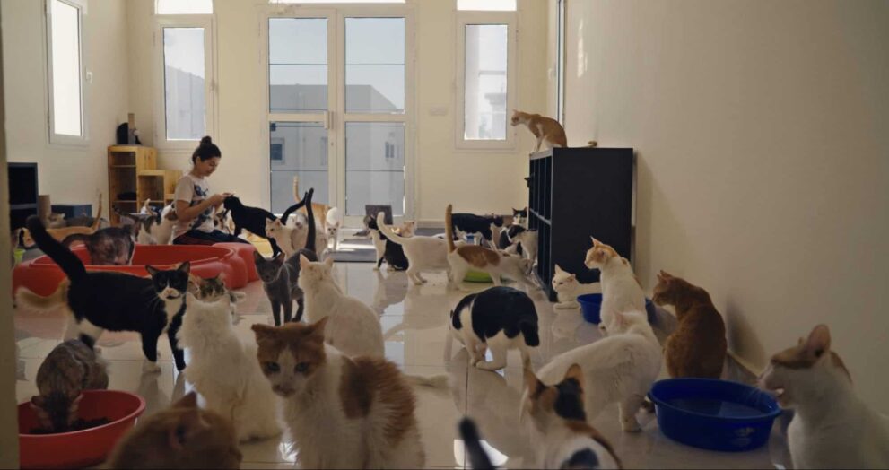 "25 Cats from Qatar" premieres at the 2025 Milwaukee Film Festival. (Picture by 25 Cats from Qatar