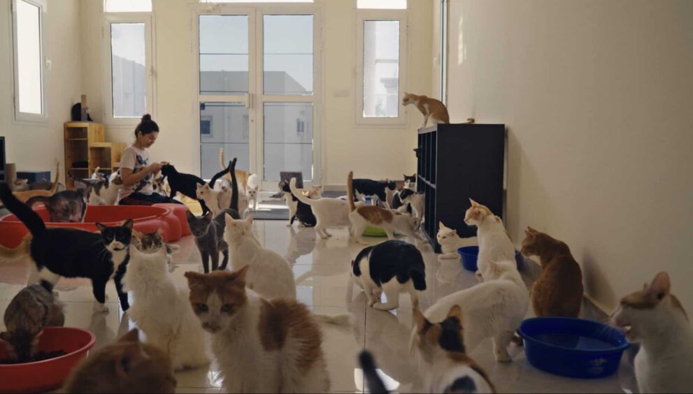 "25 Cats from Qatar" premieres at the 2025 Milwaukee Film Festival. (Picture by 25 Cats from Qatar